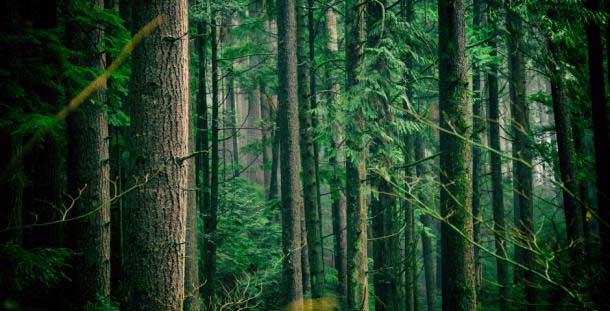 10 Reasons for Going Green 4 forest