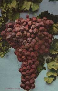 Lantern Press Image of the Day: Fruit Chromo Lithograph of California Grapes Fruit 1 Lantern_Press_-_California_Grapes