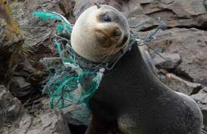 700 Marine Species Might Go Extinct Because of Plastic Pollution. Here Are 5 Ways You Can Help! 1 Marine_Species_May_Go_Extinct_Due_To_Plastic_Pollution