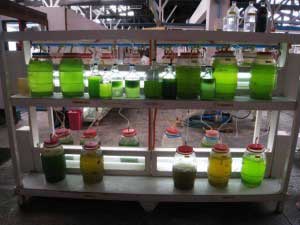 EPA suggests triggers for warning of algae in drinking water 1 SEAFDEC_Natural_Food_lab_Philippines