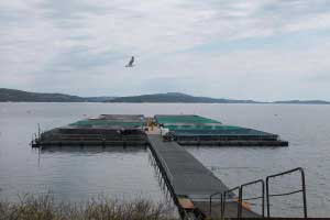 Study looks at potential environmental effects of commercial fish farms in Great Lakes 1 commercial fish farms in Great Lakes