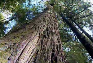 Environmental group threatens to blockade logging in Walbran Valley 1 Walbran Valley