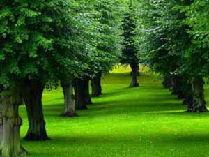 trees_on_grass